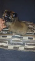 Garu , a male Pomeranian for sale in Bronx, NY – 8 of 8