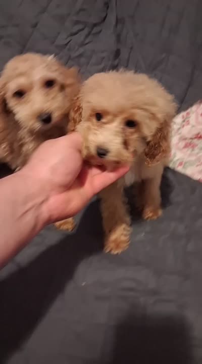 Balentina , a female Poodle - Toy  for sale in Bronx, NY – 2 of 2
