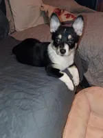 Thiara , a female Pembroke Welsh Corgi for sale in Bronx, NY – 6 of 10