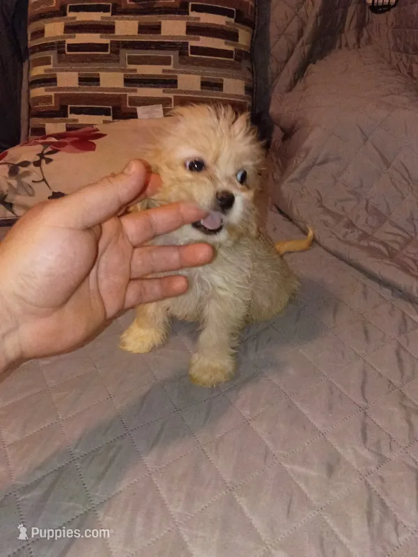 Kiara  – Maltese, Poodle - Toy  puppy for sale in Bronx, NY