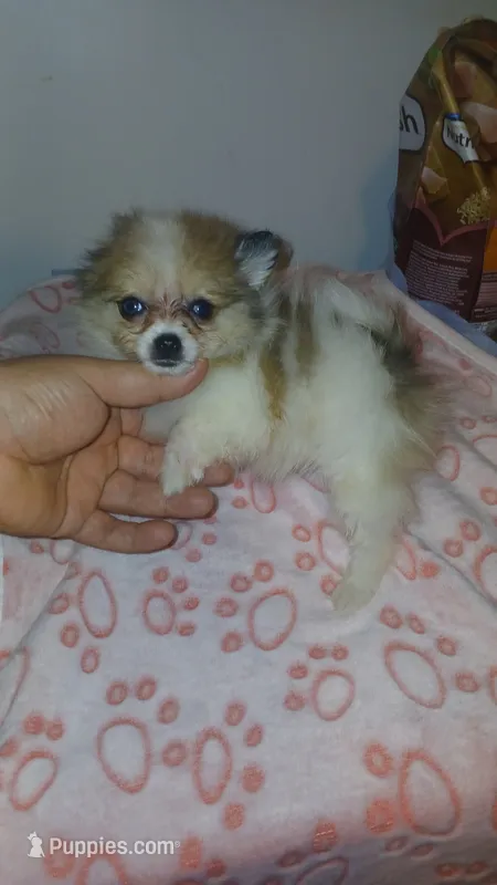 Balentina y Sofía  – Pomeranian puppy for sale in Bronx, NY