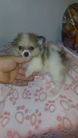 Balentina y Sofía , a female Pomeranian for sale in Bronx, NY – 6 of 10