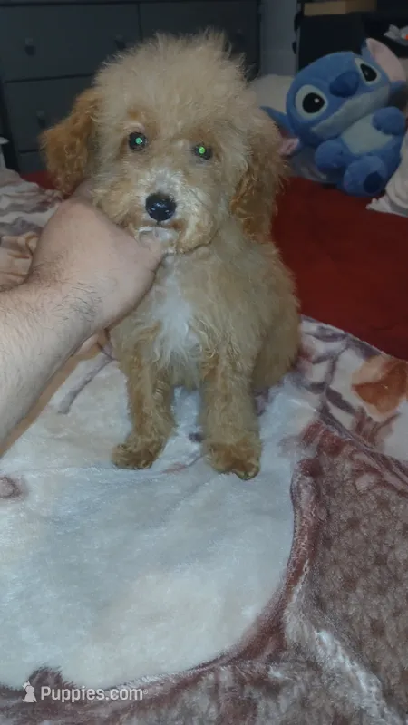 Lucas y melody  – Poodle - Toy  puppy for sale in Bronx, NY