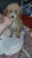 Lucas y melody , a male Poodle - Toy  for sale in Bronx, NY – 1 of 8