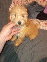 Balentina , a female Poodle - Toy  and Poodle - Miniature  for sale in Bronx, NY – 10 of 10