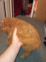 Mateo , a male Poodle - Toy  for sale in Bronx, NY – 5 of 5