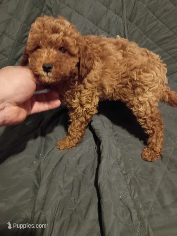 Caramelo  – Poodle - Toy  puppy for sale in Bronx, NY