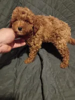 Caramelo , a male Poodle - Toy  for sale in Bronx, NY – 1 of 9