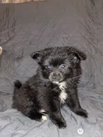 Balu y sam, a male Pomeranian for sale in Bronx, NY – 6 of 6