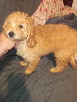 Balentina , a female Poodle - Toy  and Poodle - Miniature  for sale in Bronx, NY – 4 of 10