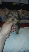 Pulgarcito , a male Yorkshire Terrier for sale in Bronx, NY – 7 of 8