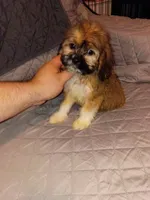 Stitch, a male Lhasa Apso and Shih Tzu for sale in Bronx, NY – 8 of 10