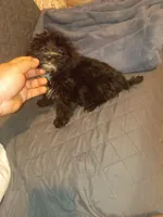 Toby , a male Morkie for sale in Bronx, NY – 5 of 10