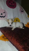  Stuart , a male Chihuahua for sale in Bronx, NY – 9 of 10