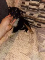 Danna , a female Pomeranian and Pomsky for sale in Bronx, NY – 2 of 8
