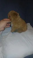 Molly , a female Poodle - Toy  for sale in Bronx, NY – 9 of 10