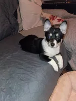 Thiara , a female Pembroke Welsh Corgi for sale in Bronx, NY – 3 of 10