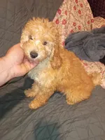 Balentina , a female Poodle - Toy  and Poodle - Miniature  for sale in Bronx, NY – 7 of 10