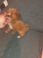 Kiara , a female Poodle - Toy  for sale in Bronx, NY – 4 of 10
