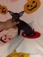 Chloe y Stuart , a female Chihuahua for sale in Bronx, NY – 3 of 10