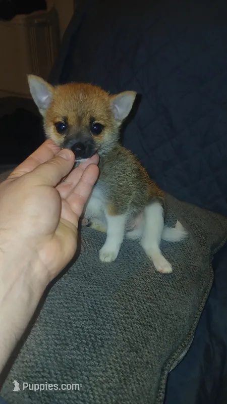Stitch – Chihuahua, Pomeranian puppy for sale in Bronx, NY