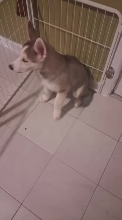 Togo , a male Siberian Husky and Alaskan Husky for sale in Bronx, NY – 5 of 5