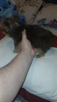 Pulgarcito , a male Yorkshire Terrier for sale in Bronx, NY – 6 of 8
