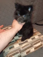 Balu , a male Pomeranian for sale in Bronx, NY – 5 of 7