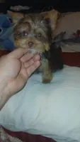 Pulgarcito , a male Yorkshire Terrier for sale in Bronx, NY – 2 of 8
