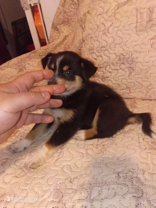 Akira  – Pomsky puppy for sale in Bronx, NY