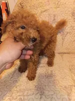Valentino , a male Poodle - Toy  for sale in Bronx, NY – 3 of 5
