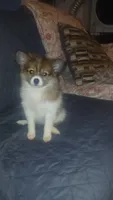Melody , a female Pomeranian for sale in Bronx, NY – 5 of 6