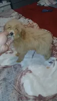 Lucas y melody , a male Poodle - Toy  for sale in Bronx, NY – 3 of 8