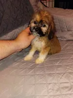 Stitch, a male Lhasa Apso and Shih Tzu for sale in Bronx, NY – 9 of 10
