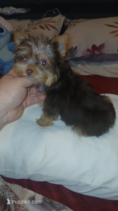 Pulgarcito  – Yorkshire Terrier puppy on hold in Bronx, NY