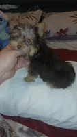 Pulgarcito , a male Yorkshire Terrier for sale in Bronx, NY – 1 of 8