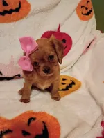 Caramelo y Valentina , a female Cavalier King Charles Spaniel for sale in Bronx, NY – 4 of 9