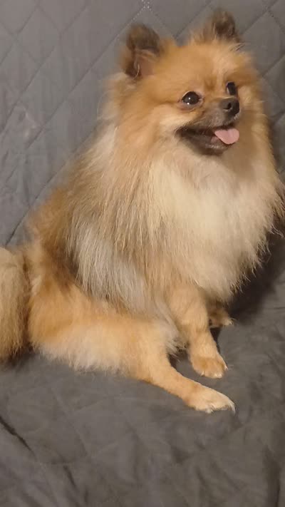  Valentina, a female Pomeranian for sale in Bronx, NY – 5 of 5