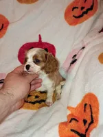 Caramelo y Valentina , a female Cavalier King Charles Spaniel for sale in Bronx, NY – 6 of 9