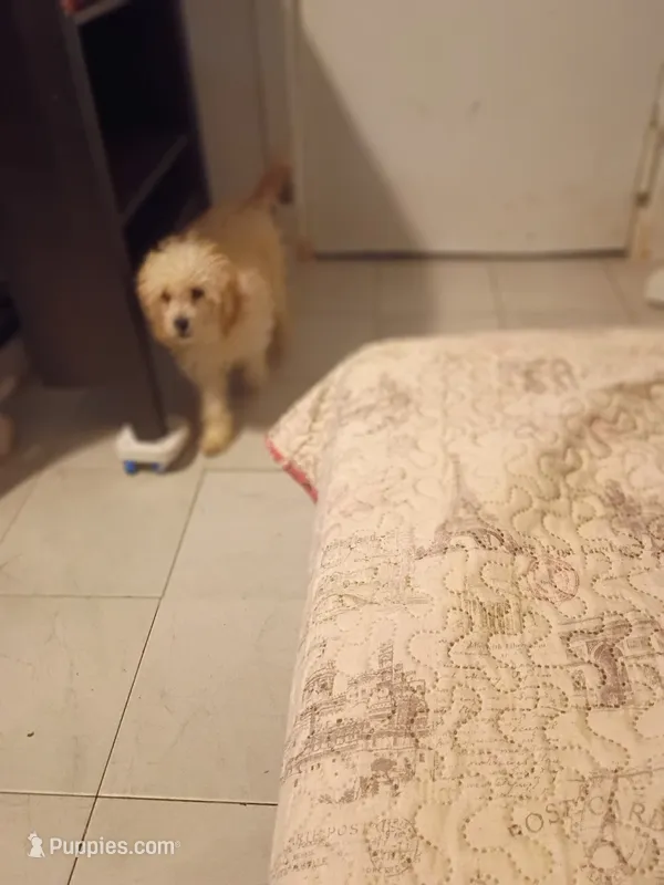 Fiona  – Poodle - Toy , Poodle - Miniature  puppy for sale in Bronx, NY