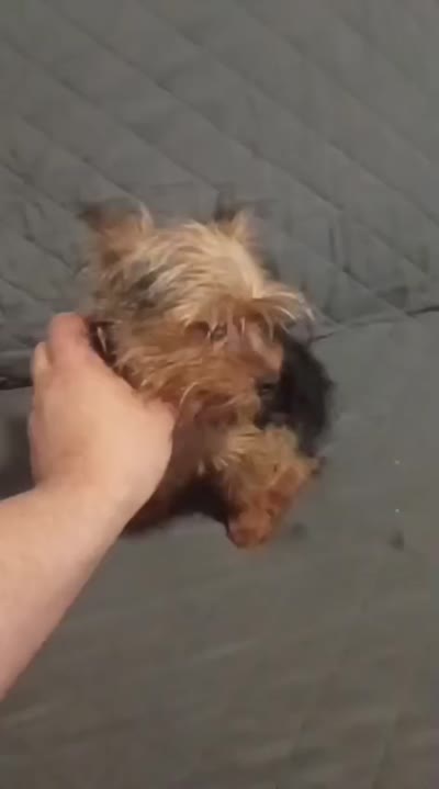Caramelo , a male Yorkshire Terrier for sale in Bronx, NY – 6 of 6