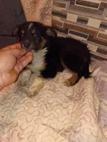 Milo , a male Pomeranian and Pomsky for sale in Bronx, NY – 2 of 10