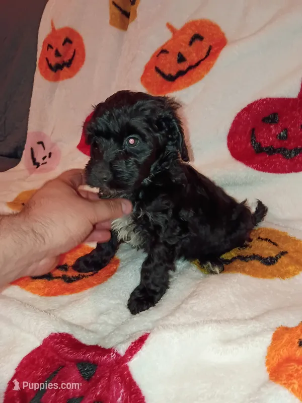 Toby  – Poodle - Toy , Poodle - Miniature  puppy for sale in Bronx, NY