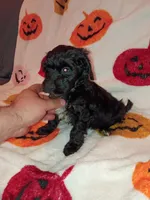 Toby , a male Poodle - Toy  and Poodle - Miniature  for sale in Bronx, NY – 1 of 4