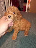 Mateo , a male Poodle - Toy  for sale in Bronx, NY – 2 of 5