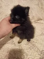 Candy y Valentina, a female Pomeranian for sale in Bronx, NY – 6 of 10