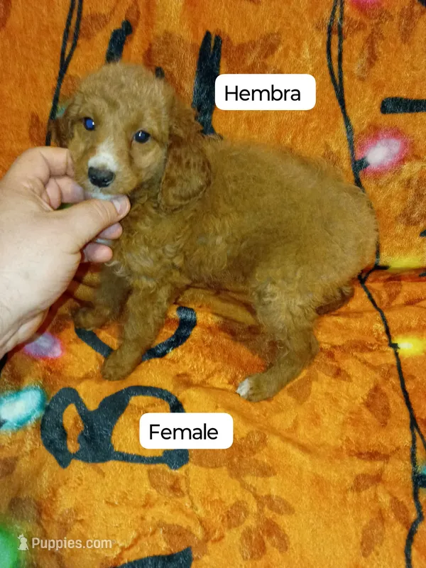 Mía  y mateo  – Poodle - Miniature  puppy for sale in Bronx, NY