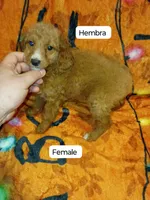 Mía  y mateo , a female Poodle - Miniature  for sale in Bronx, NY – 1 of 6