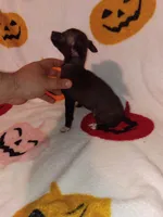 Chloe y Stuart , a female Chihuahua for sale in Bronx, NY – 6 of 10