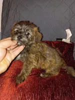 Toby , a male Shih Tzu and Yorkshire Terrier for sale in Bronx, NY – 3 of 6